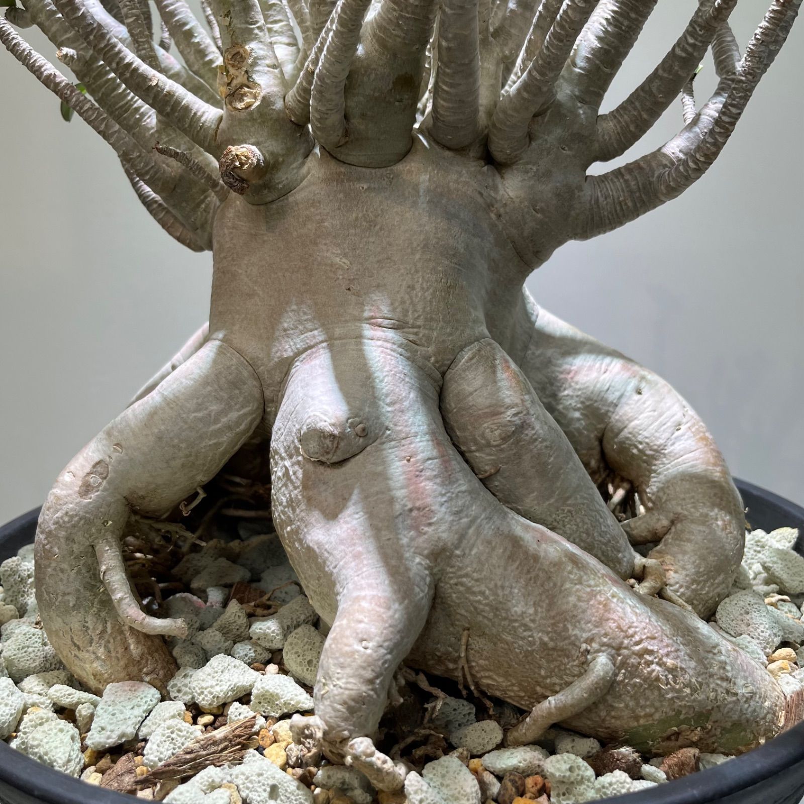 アデニウム Adenium 'super select' 激レア 大株 塊根植物 - メルカリ
