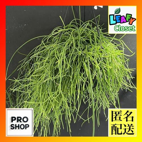 観葉植物 リプサリス カシエロ 5号吊り鉢(個体おまかせ1鉢) rhipsalis cashero ハンギング サボテン 吊るす オシャレ・育てやすい  - メルカリ