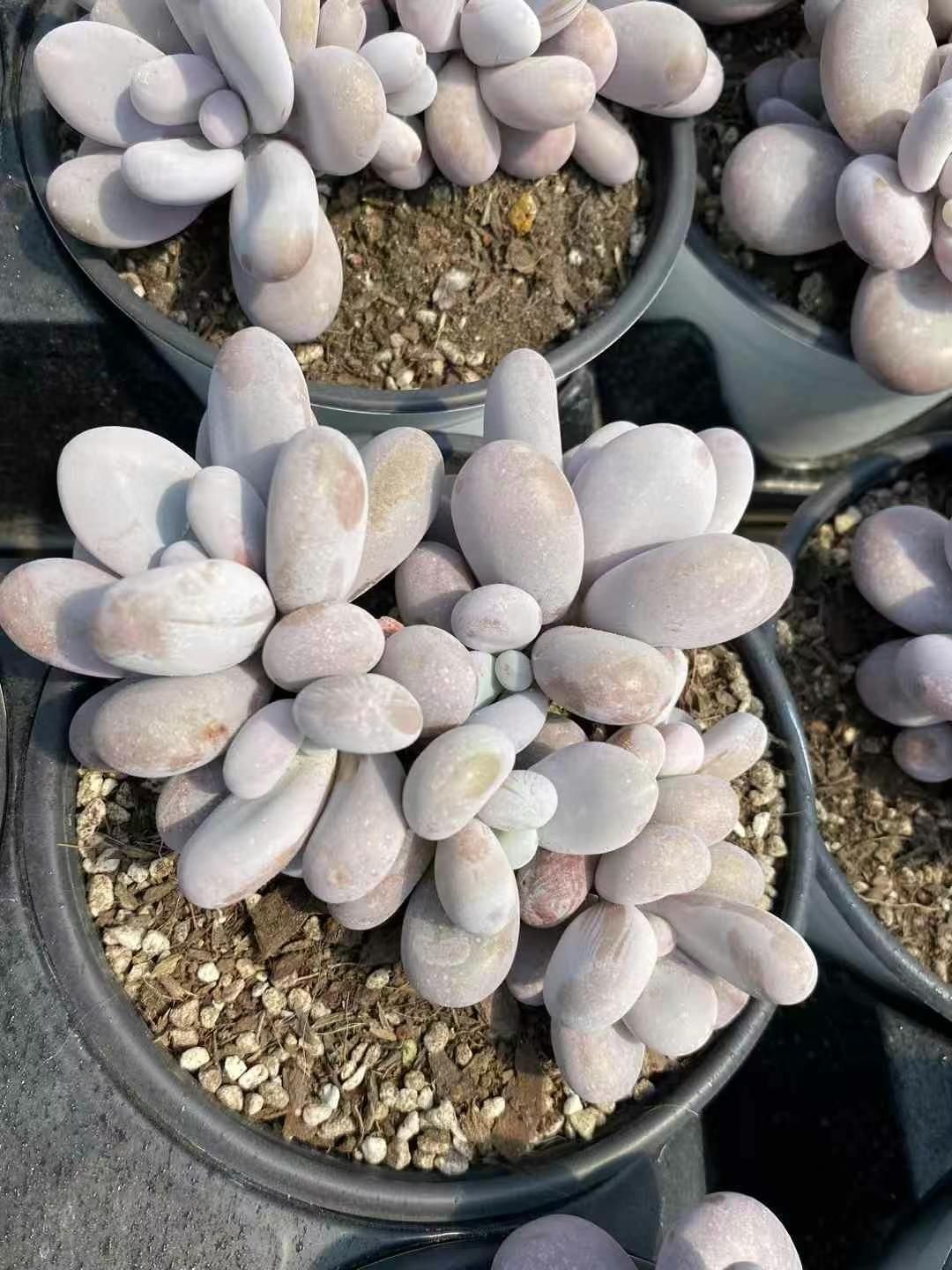 ✨New!!✨ 韓国苗 多肉植物 【五十鈴玉3苗】 10/3発送分 y-bonsai_s5393