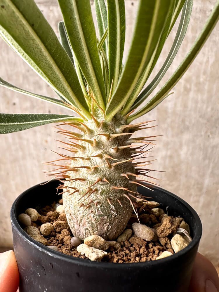 ユーフォルビア　エチュベルクローサ　実生　コーデックス　塊根植物　サボテン ソレルボタニクス/tobeca | エチュベルクローサ実生 一番よく