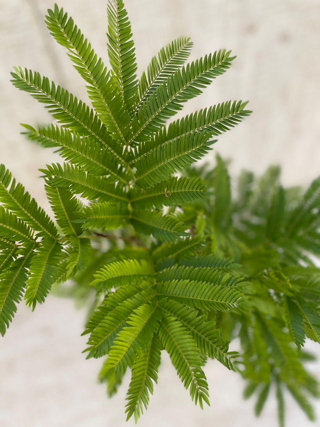 一部予約 新品 未使用 観葉植物 エバーフレッシュ アカサヤネムノキ 植物 観葉植物 Urologydurban Co Za Urologydurban Co Za