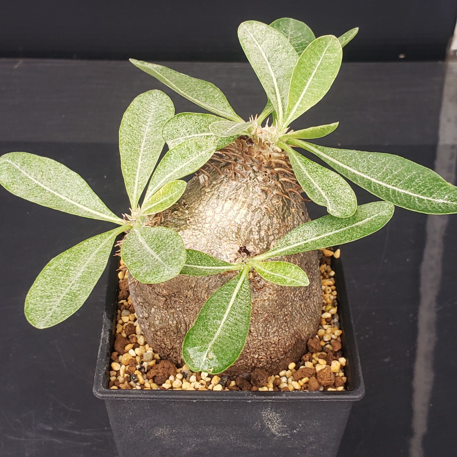 9085 「塊根植物」パキポディウム エニグマティクム 抜き苗【5/8最新