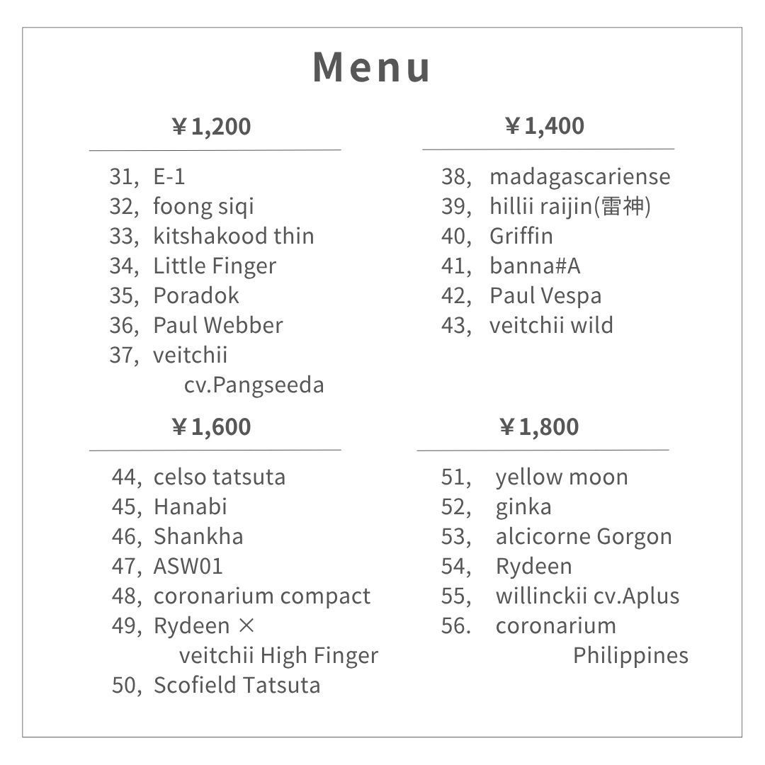 ビカクシダ・シャンカ(shankha) ② 長期養生株 ☆ P. 'SS Foong' 元祖多分岐ビカク🌱 #4のつく日は胞子葉の日
