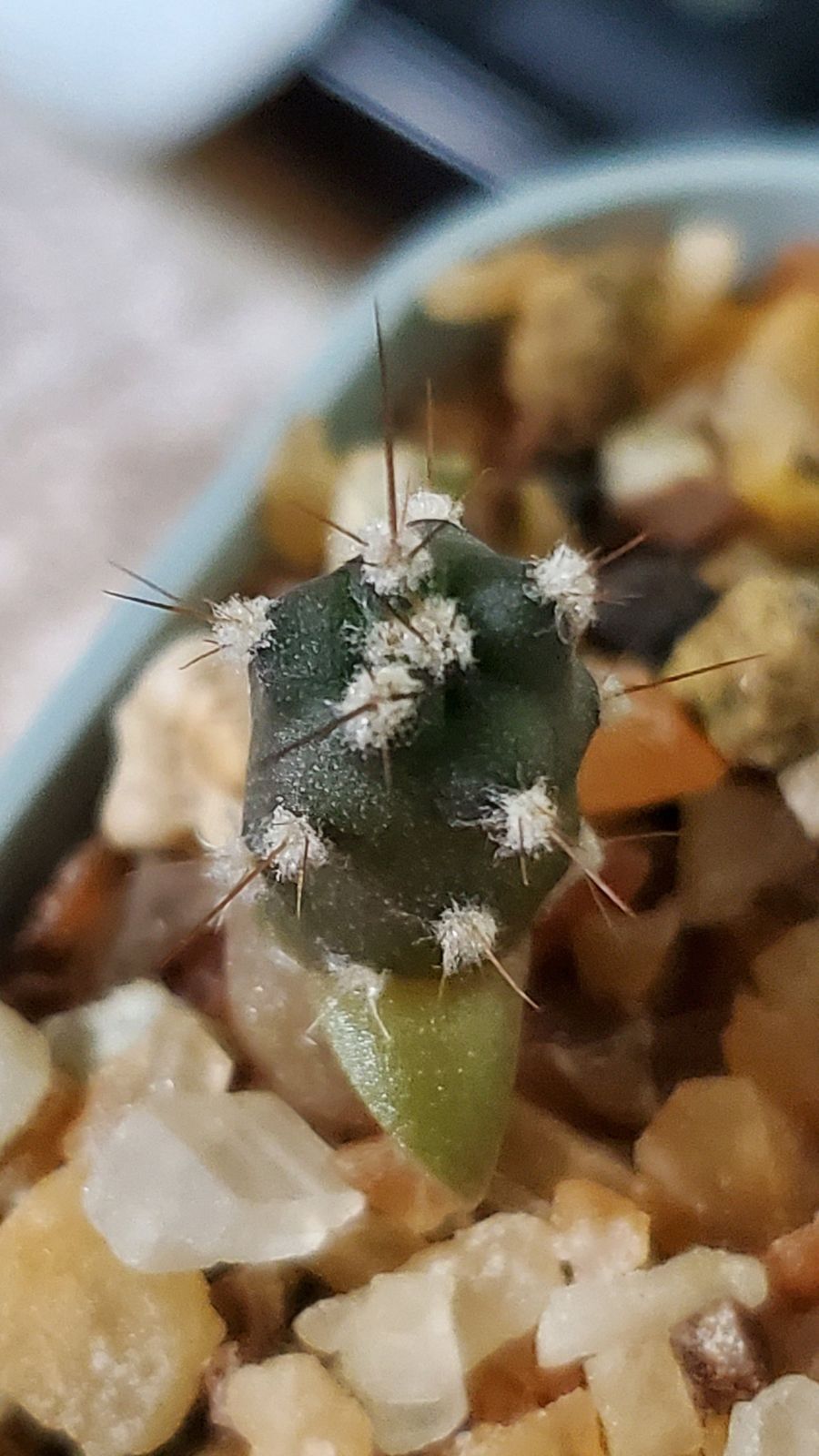 テフロカクタス アーティキュラータス 種子12種類 5粒ずつ - メルカリ