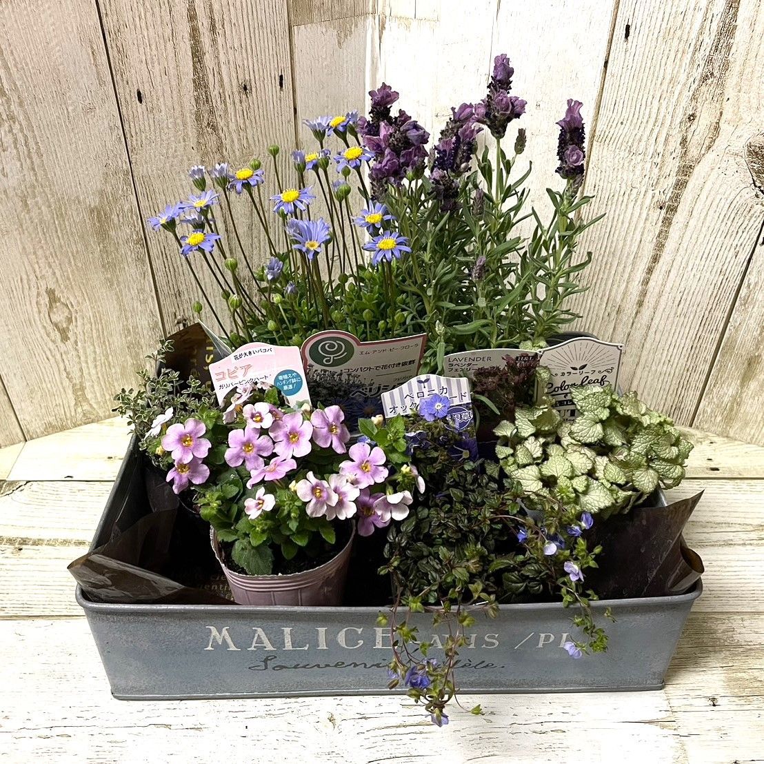 寄せ植えセット(土付き) 】ラベンダー × グレー 寄せ植え YouTube