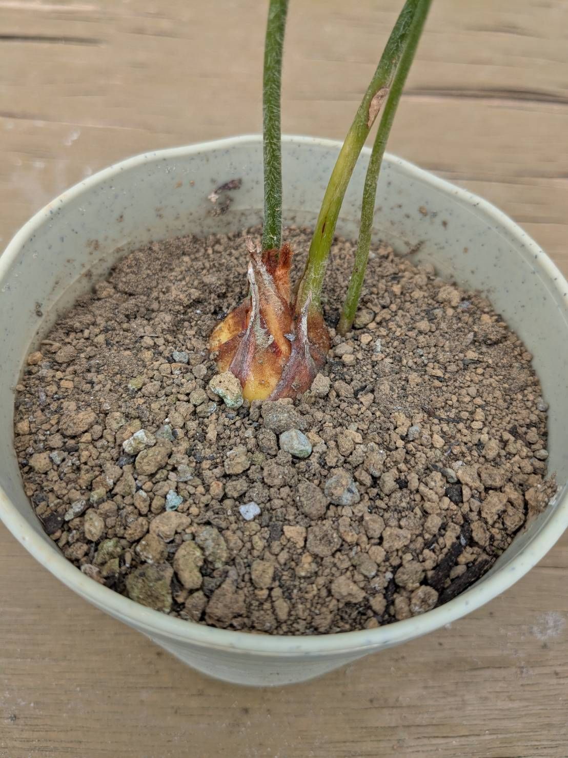 抜き苗発送】実生苗 ソテツ 蘇鉄 Cycas revoluta 2025-5-23-cr2 - メルカリ