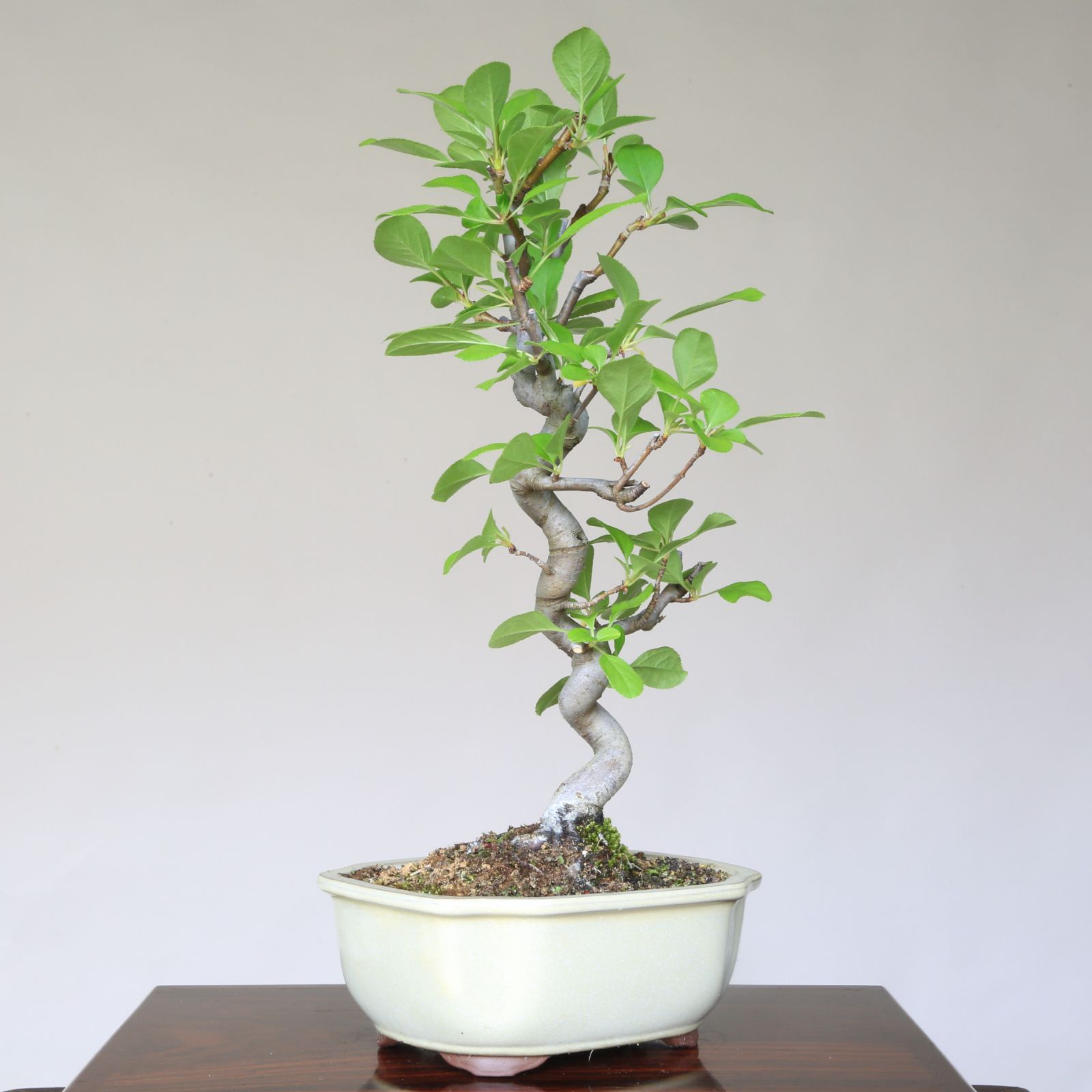 深山海棠』ミヤマカイドウ 小品盆栽【泰寿園 Online】現品 一点