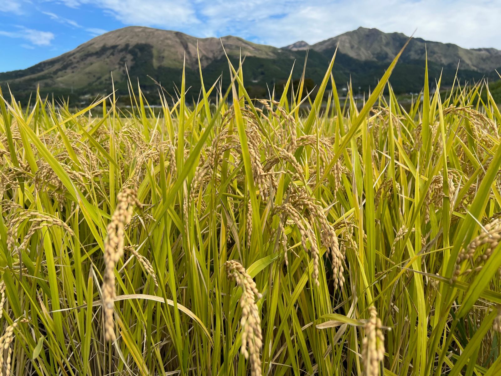 令和4年度産 自然栽培ぴかまる 2kg (bbs専用)-7