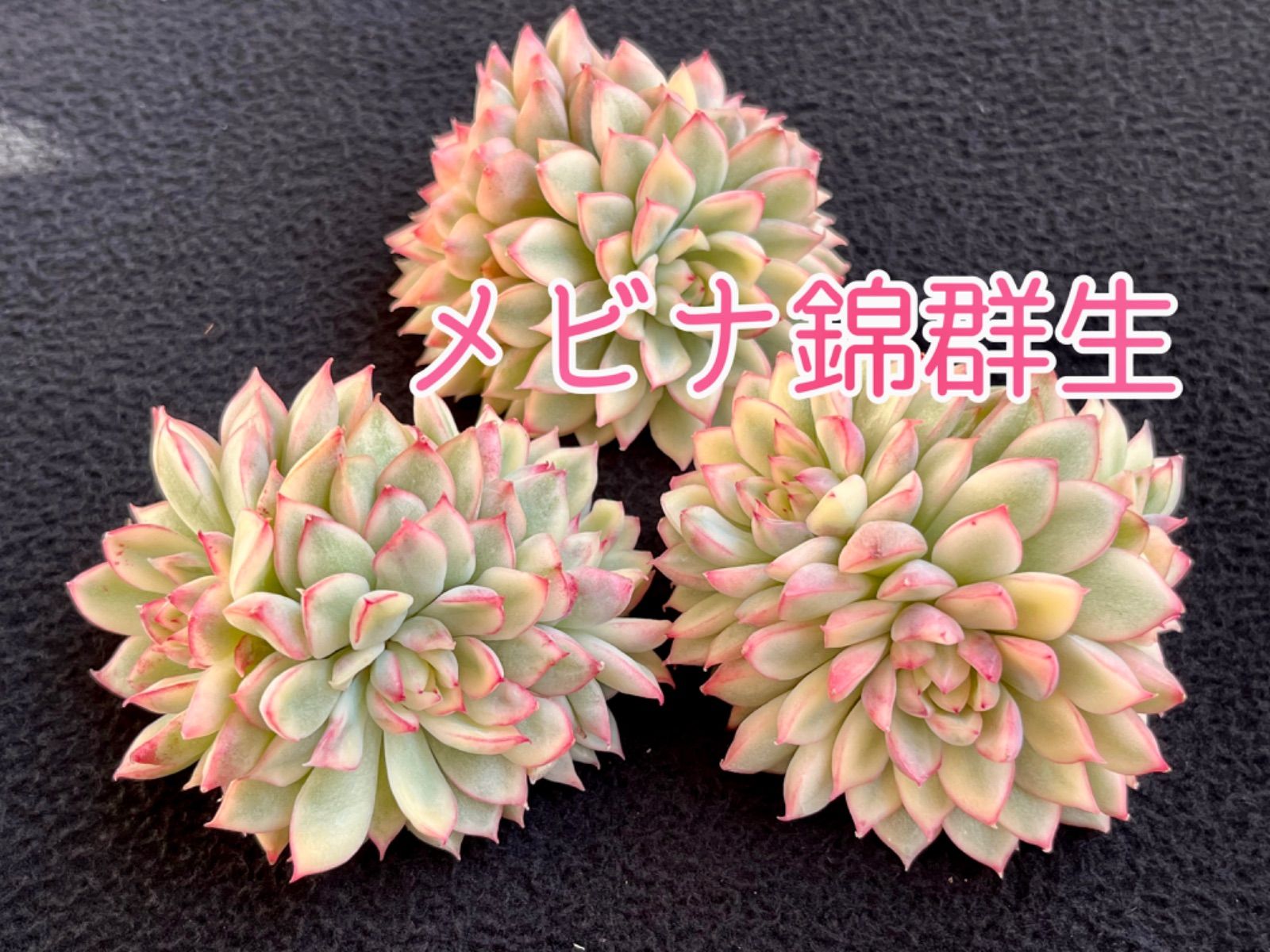 ☆多肉植物 メビナ錦群生 韓国苗☆ - メルカリ