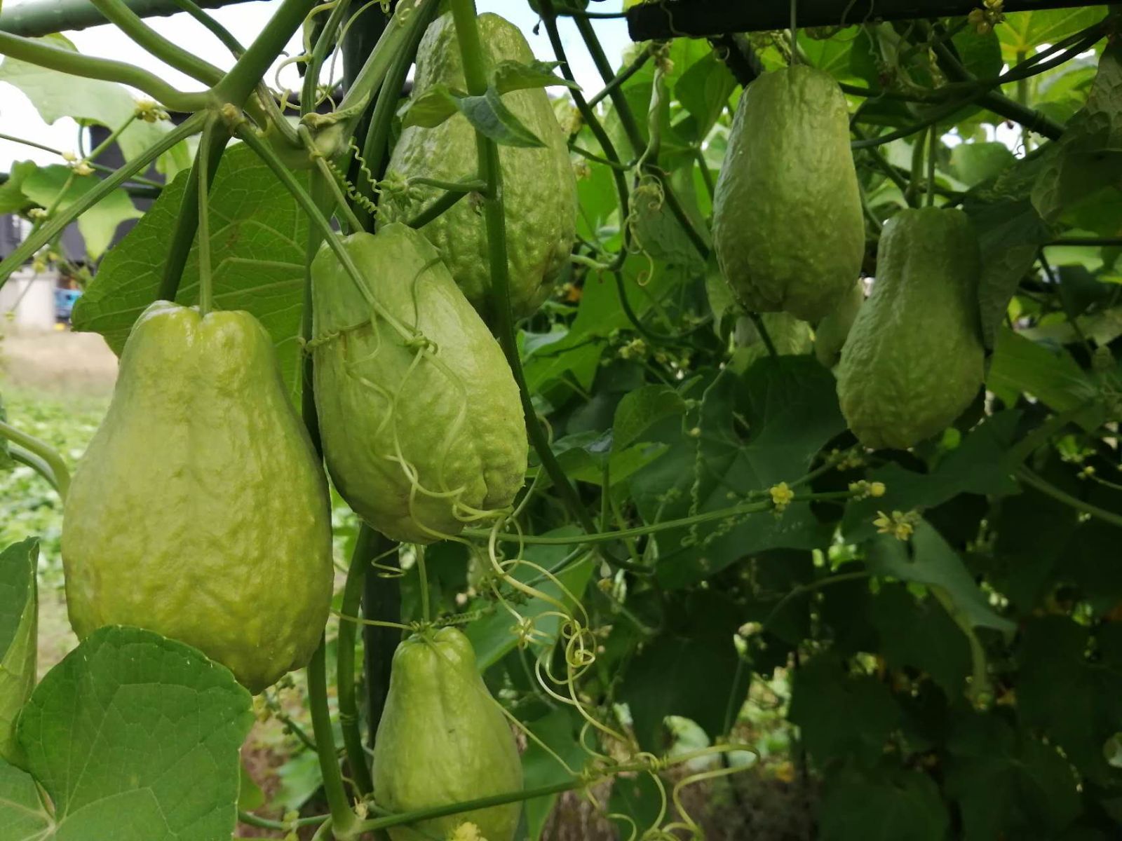 これで最後です 無農薬 種用にも！採れたて新鮮！大玉ハヤトウリ 15kg