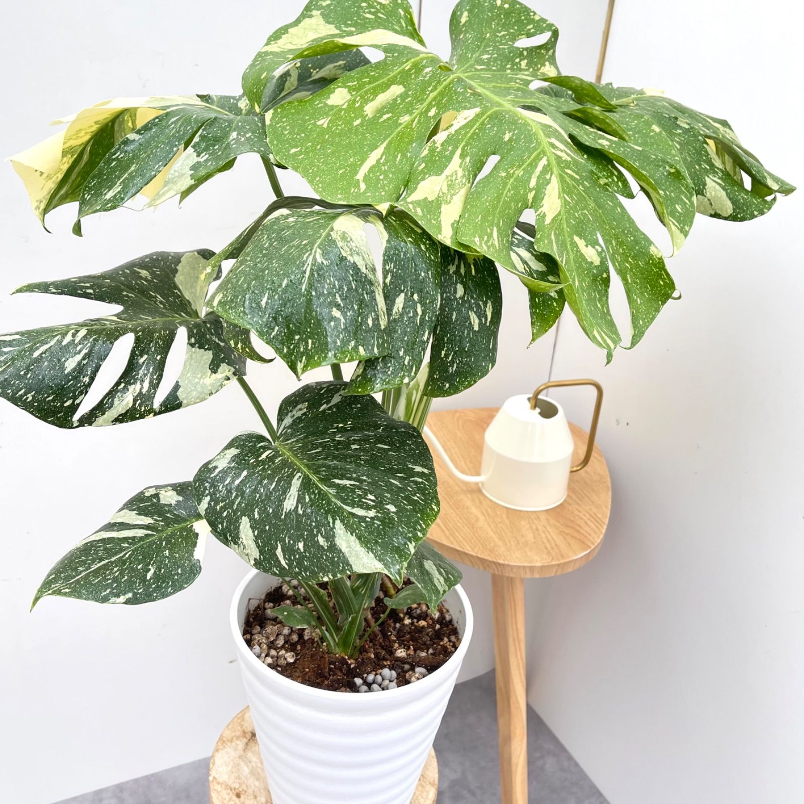 モンステラ デリシオーサ 斑入り 21 現品 観葉植物 室内