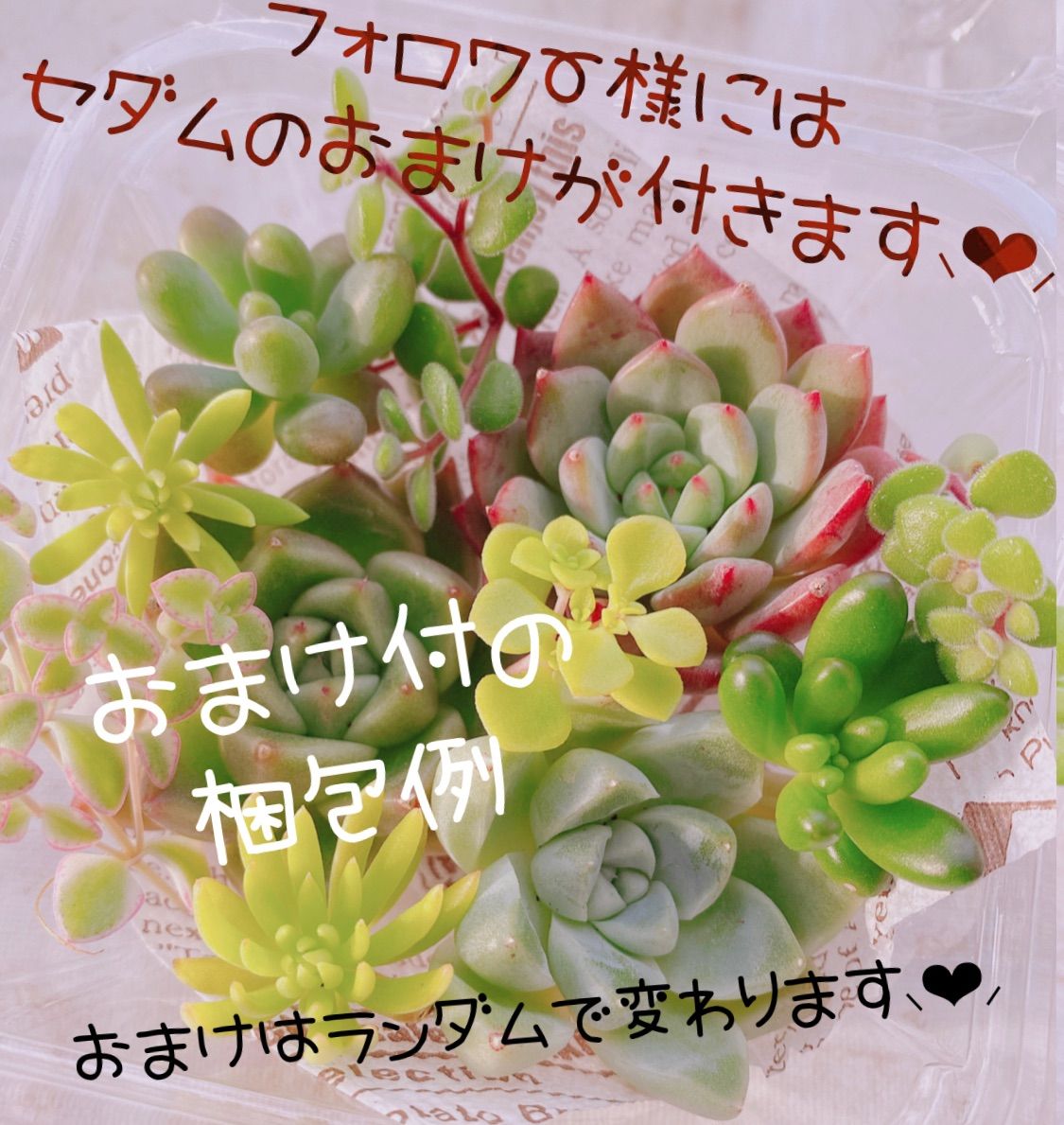 多肉植物　ピンクルルビー　抜き苗 c6317a85bc110f22d596e320c5c445