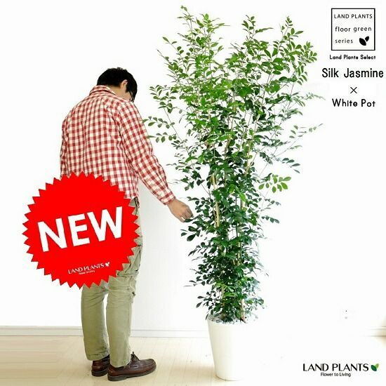 現品】バオバブ・ディギタータ 6号 白鉢 （1） 観葉植物 バオバブ」の