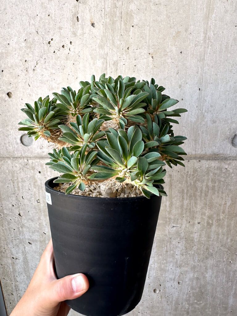 T442【自社養生株】ブーファン ハエマンソイデス（現地球・発