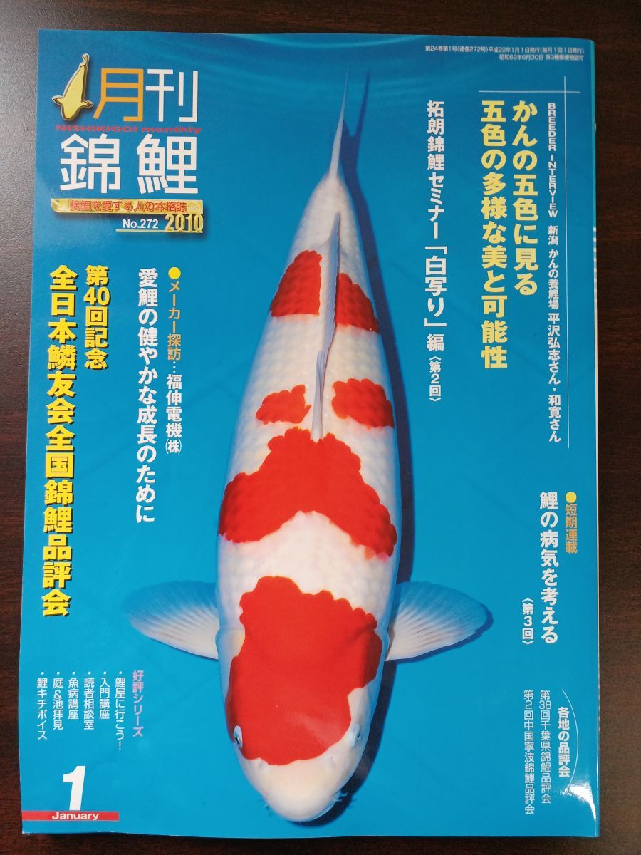 錦鯉【品評会用、緋写り】318－1（星野産）20年産 47㎝位 - 魚類、水生生物