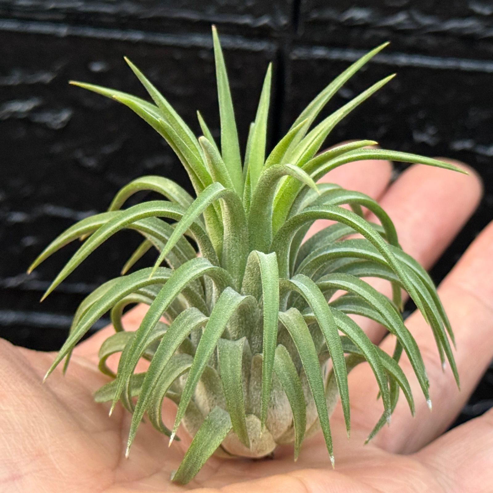 カ～ル＊チランジア イオナンタ ルブラ カーリー Tillandsia ionantha