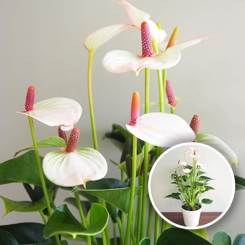 ＩＴＡＮＳＥ アンスリウム リパピンクミニ 5号 1個売り 観葉植物 熱帯植物 学名 Anthurium andraeanum Lipa Pink Mini タイプ サトイモ科 ベニウチワ属 アンスリウム属 非耐寒性 多年草 原産地 熱帯アメリ