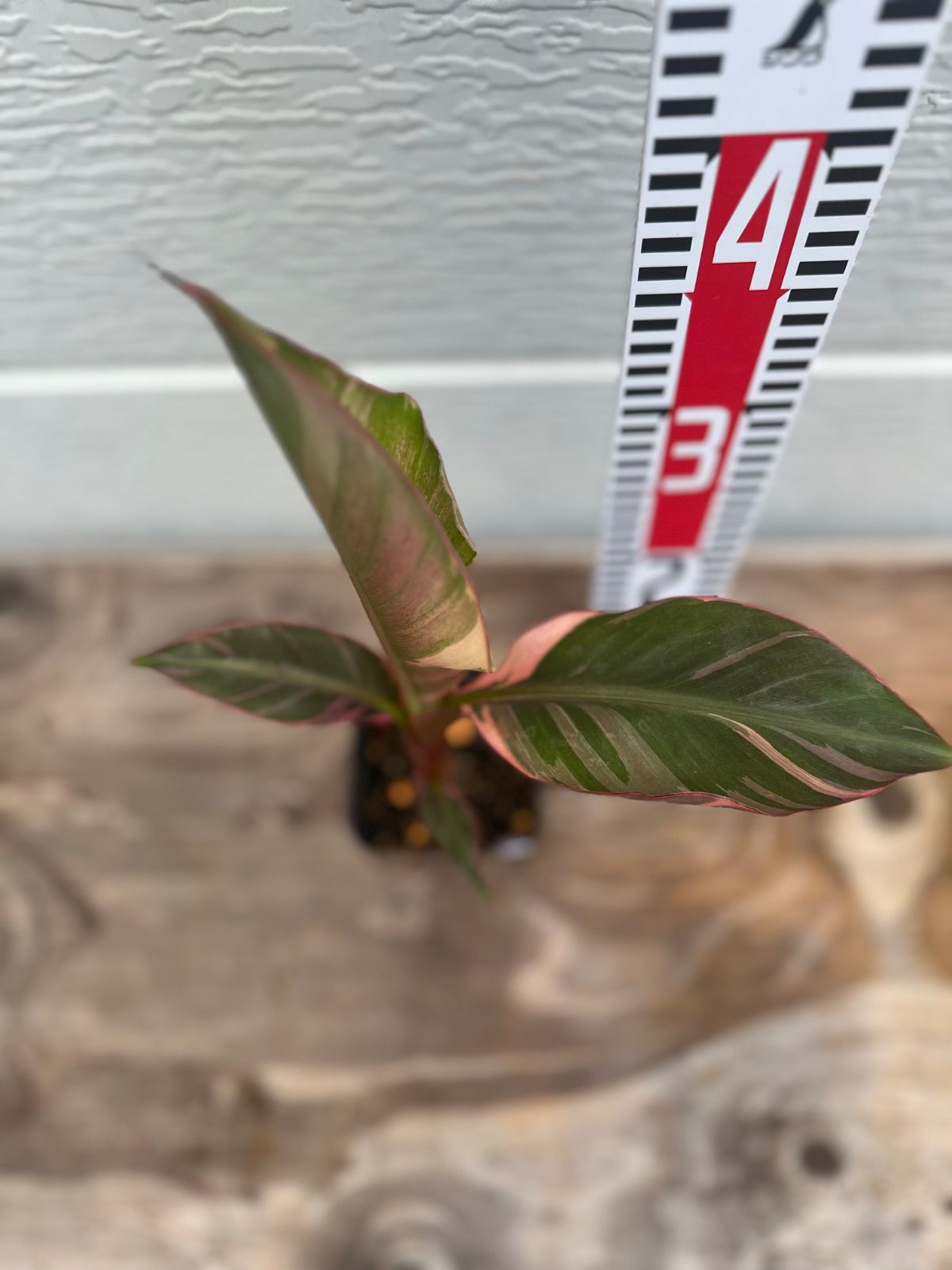 サマーセール ムサノノバナナ苗 Musa Nono Pink 斑入り