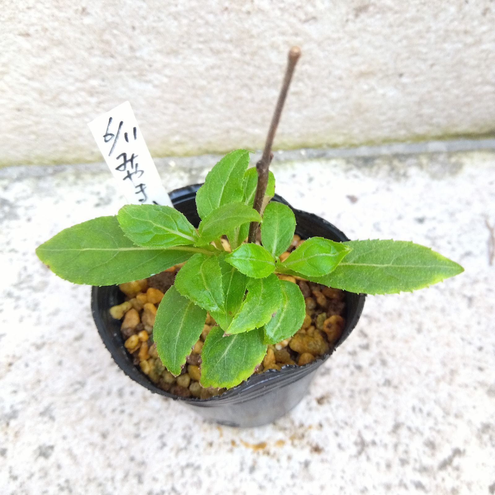 ヤマアジサイ【八重白扇】挿し木苗 ポットごと 1点限り ヤマアジサイ【八重白扇】挿し木苗 ポットごと 1点限り ヤマアジサイ