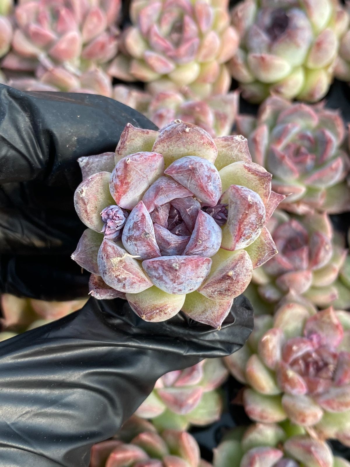 43株 X269 多肉植物 エケベリア属 Echeveria DC ベンケイソウ科 交雑 