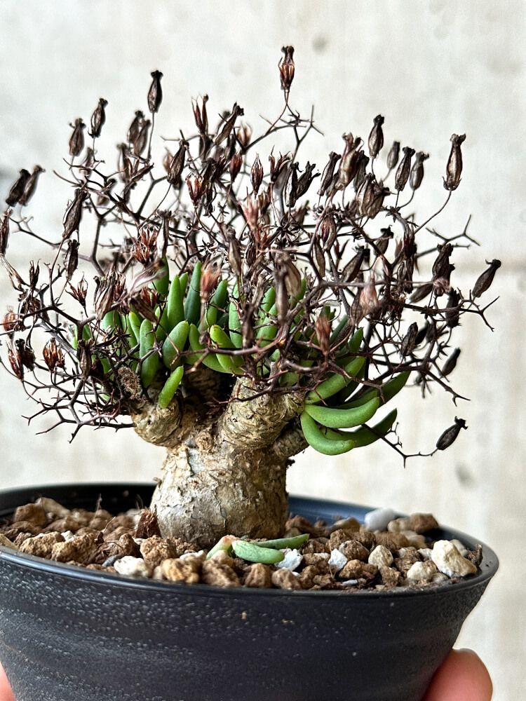 現品限り】チレコドン・レティキュラータス 万物想 鉢直径10.5cm【O56