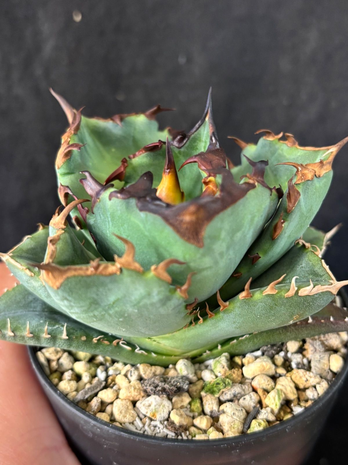 アガベ チタノタ プテラノドン 翼竜 アガベ 翼竜 プテラノドン 検索用