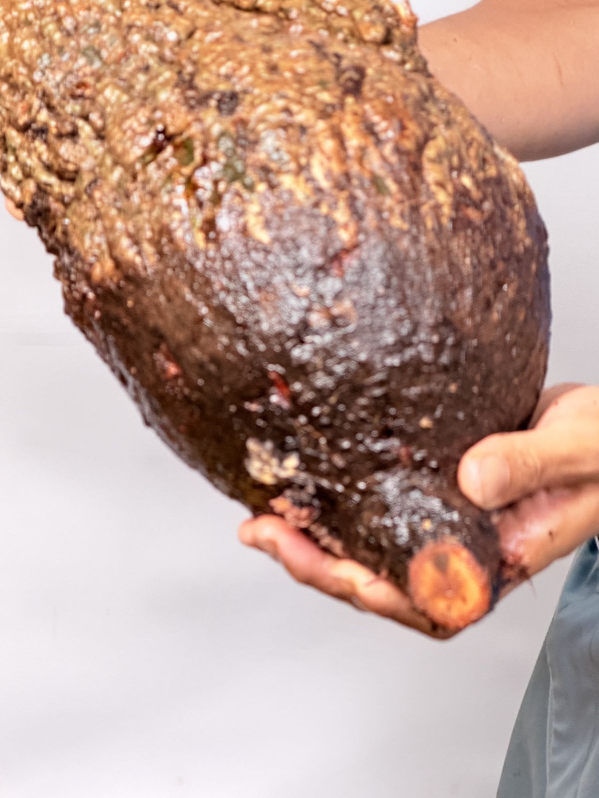 Operculicarya pachypus