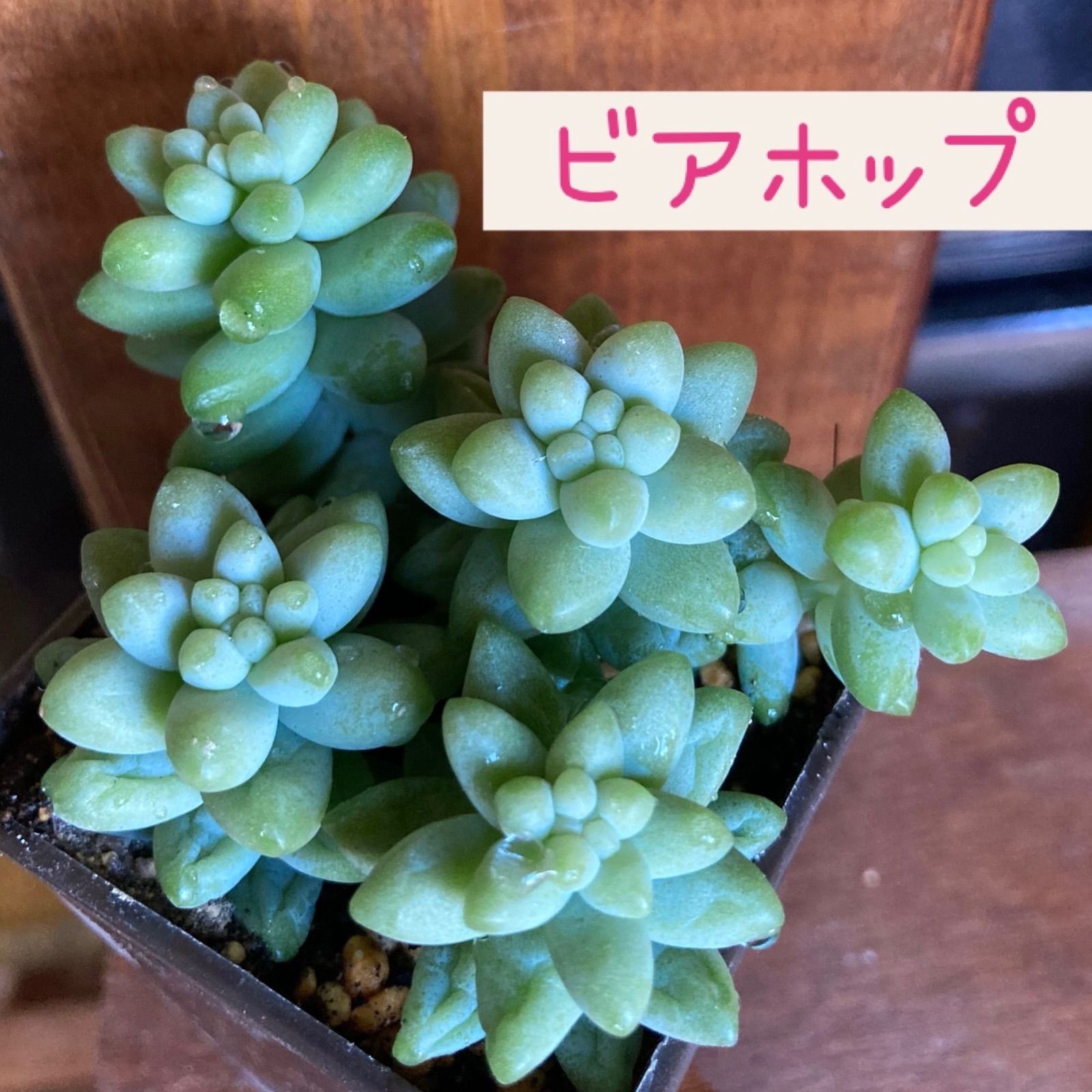 多肉植物 ビアーホップ 新玉つづり カット苗 ③ - その他多肉植物