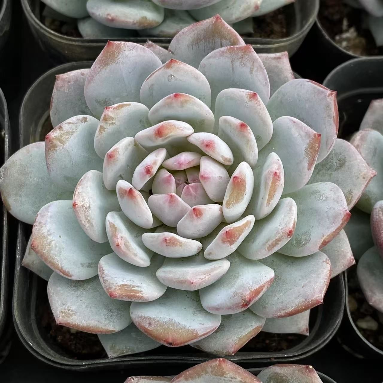 40株の抜き苗セット】ロココ 多肉植物 佐川急便発送 エケベリア 韓国苗