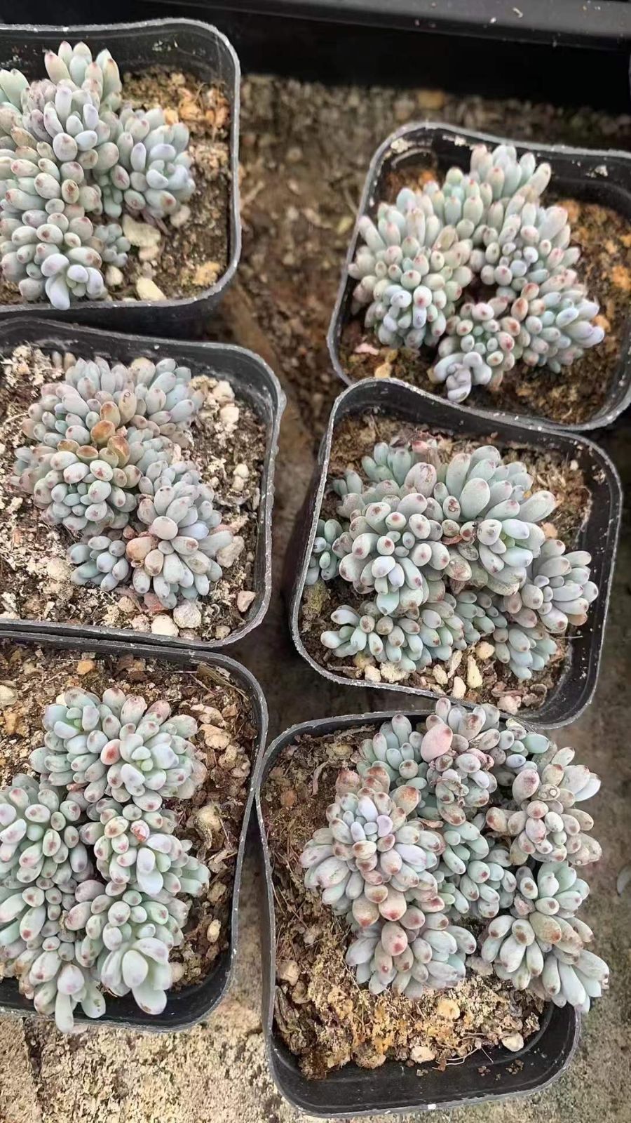 LL2412×70 ブルービーン 抜き苗 多肉植物 アエオニウム エケベリア 韓国苗