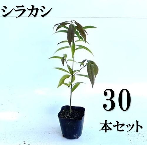 30本セット シラカシ樹高0.3m前後10.5cmポット