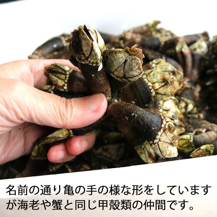 亀の手 生