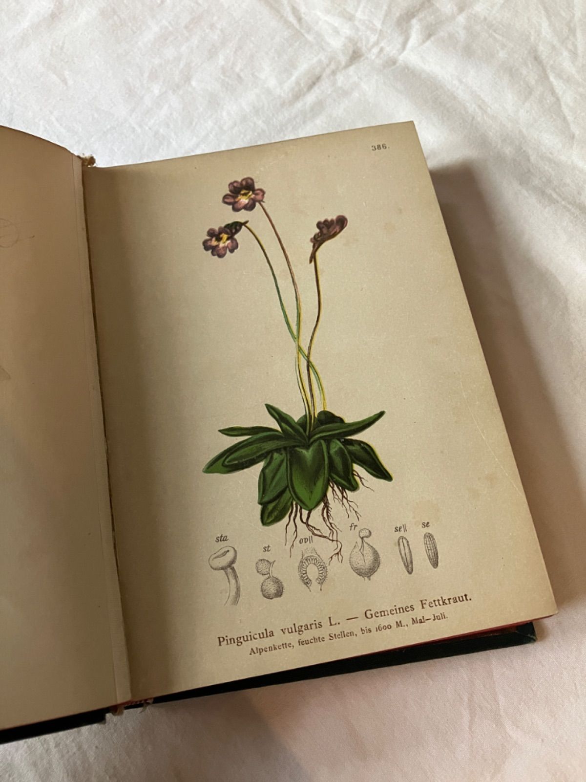 アンティーク 植物図鑑