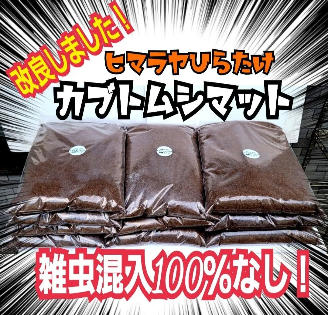 カブトムシ幼虫が大きくなります！改良版☆ヒマラヤひらたけ発酵マット