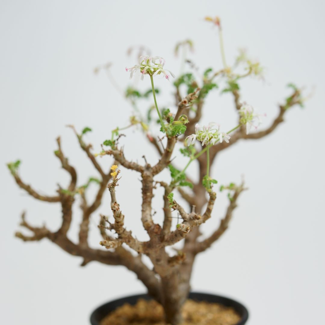 ペラルゴニウム・アルテルナンス - メルカリ