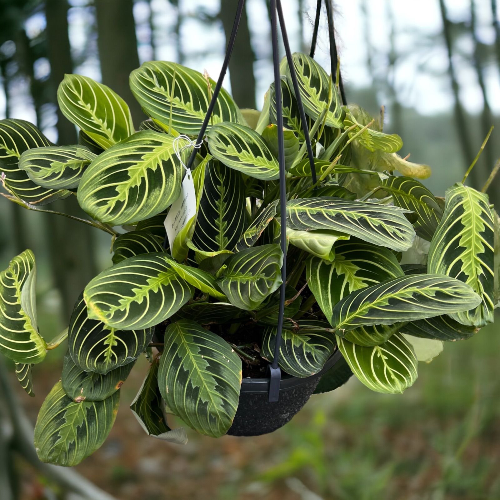 ① フィカス エベレスト 10号 特大苗木最高等級極上品 希少品種‼️ ①