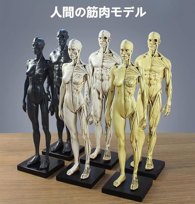 Aoccqkf 男性と女性 人体モデル 人体模型 1セット 11インチ 約