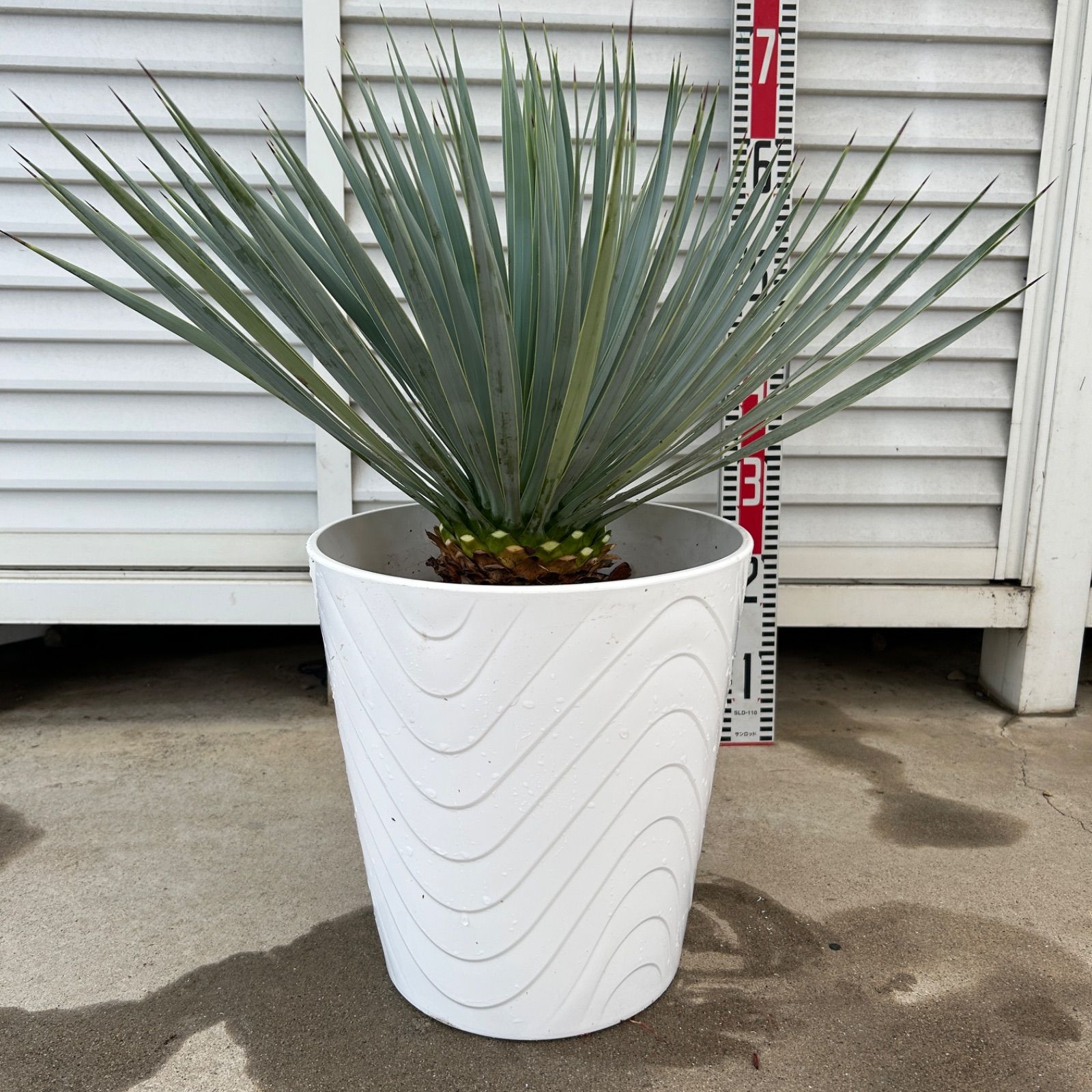 ユッカグロリオサ散り斑9号鉢つき ユッカグロリオサ 9