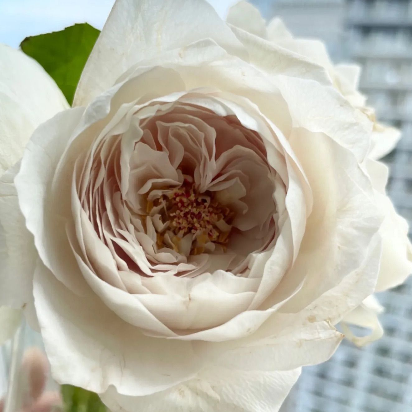 蕾付き♡ 超強香超強健！入手困難パールのようなお花 切り花品種