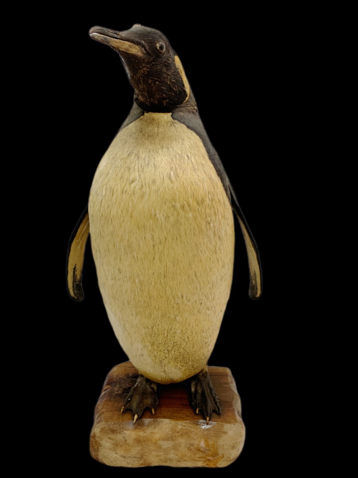75cm ペンギン 剥製 皇帝ペンギン 希少 激レア - メルカリ