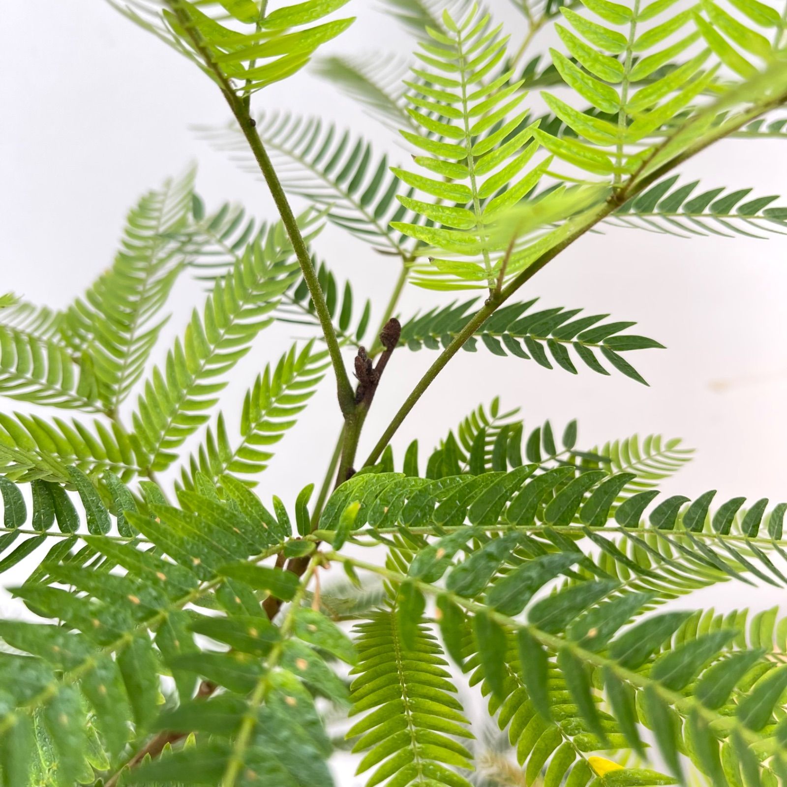 観葉植物 エバーフレッシュ 曲がり 6【現品】観葉植物 室内 7号