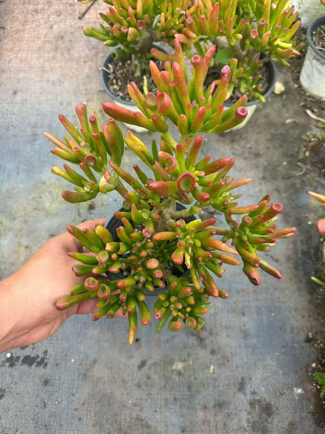 抜き苗 西財樹（せいざいじゅ） YHM2258×24株 ふっくら 多肉植物