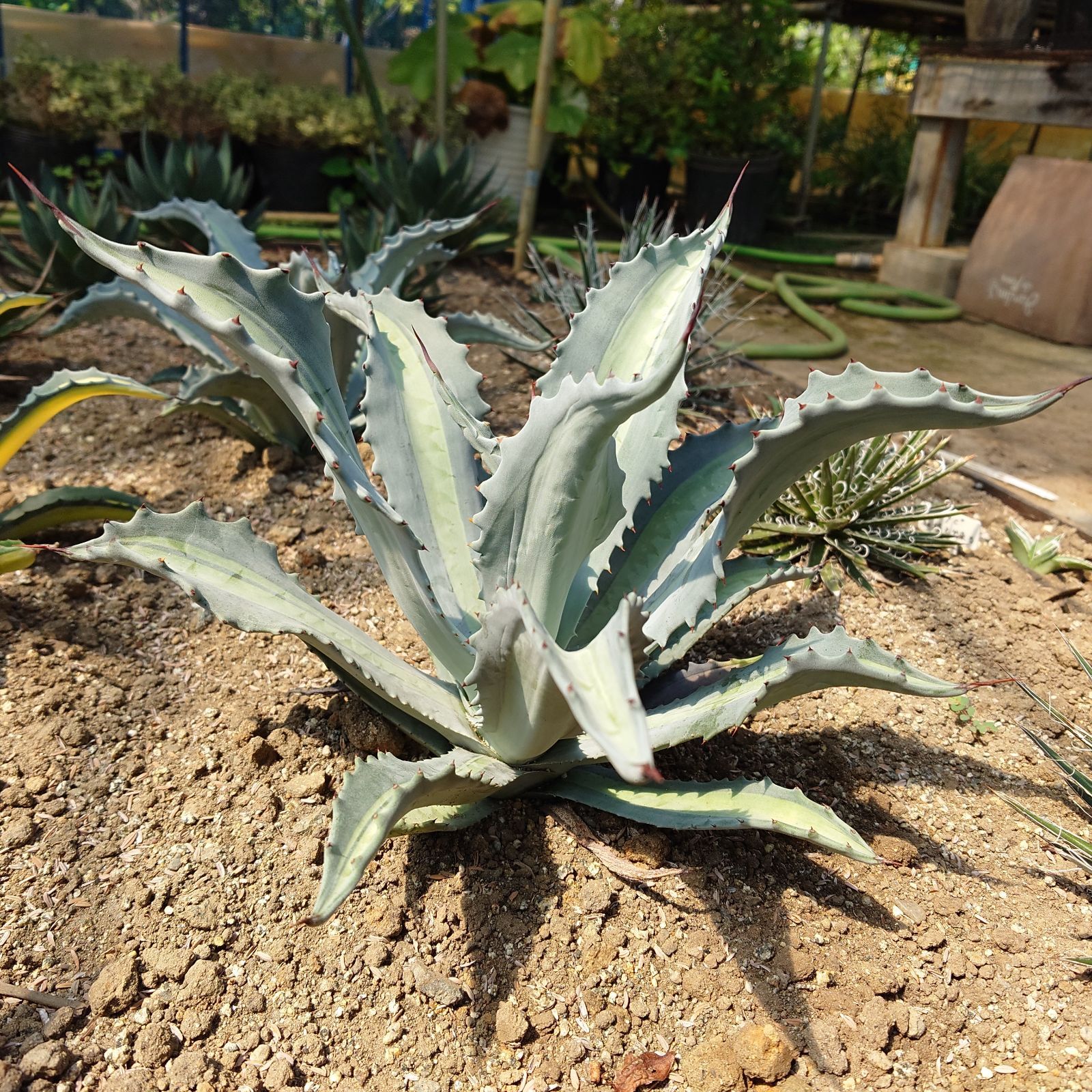 アガベ アメリカーナ エクスパンサパリーダ 親株 40㎝ AGAVE - アガベ