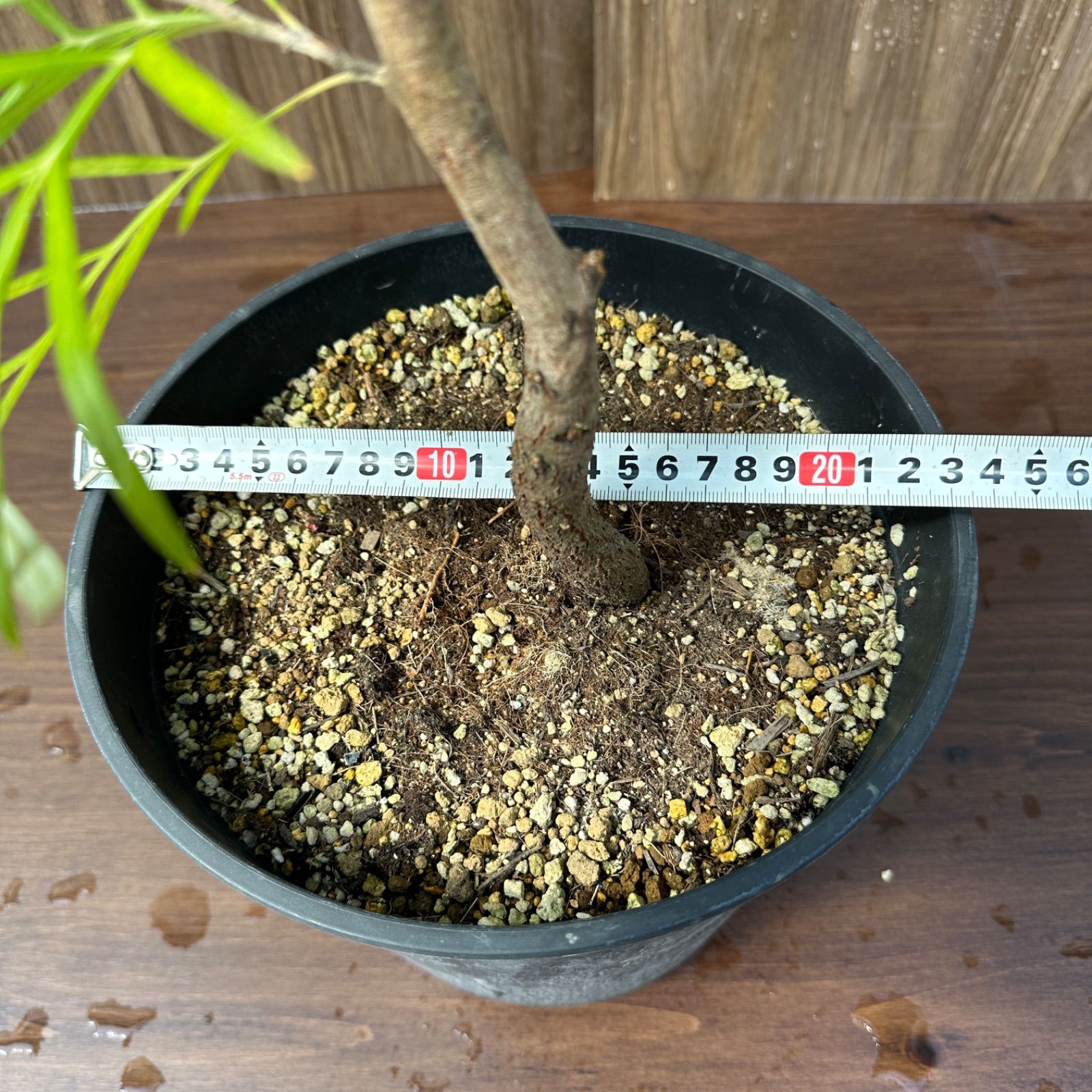 現品】④ グレビレア バンクシー 8号 オージープランツ ① - メルカリ