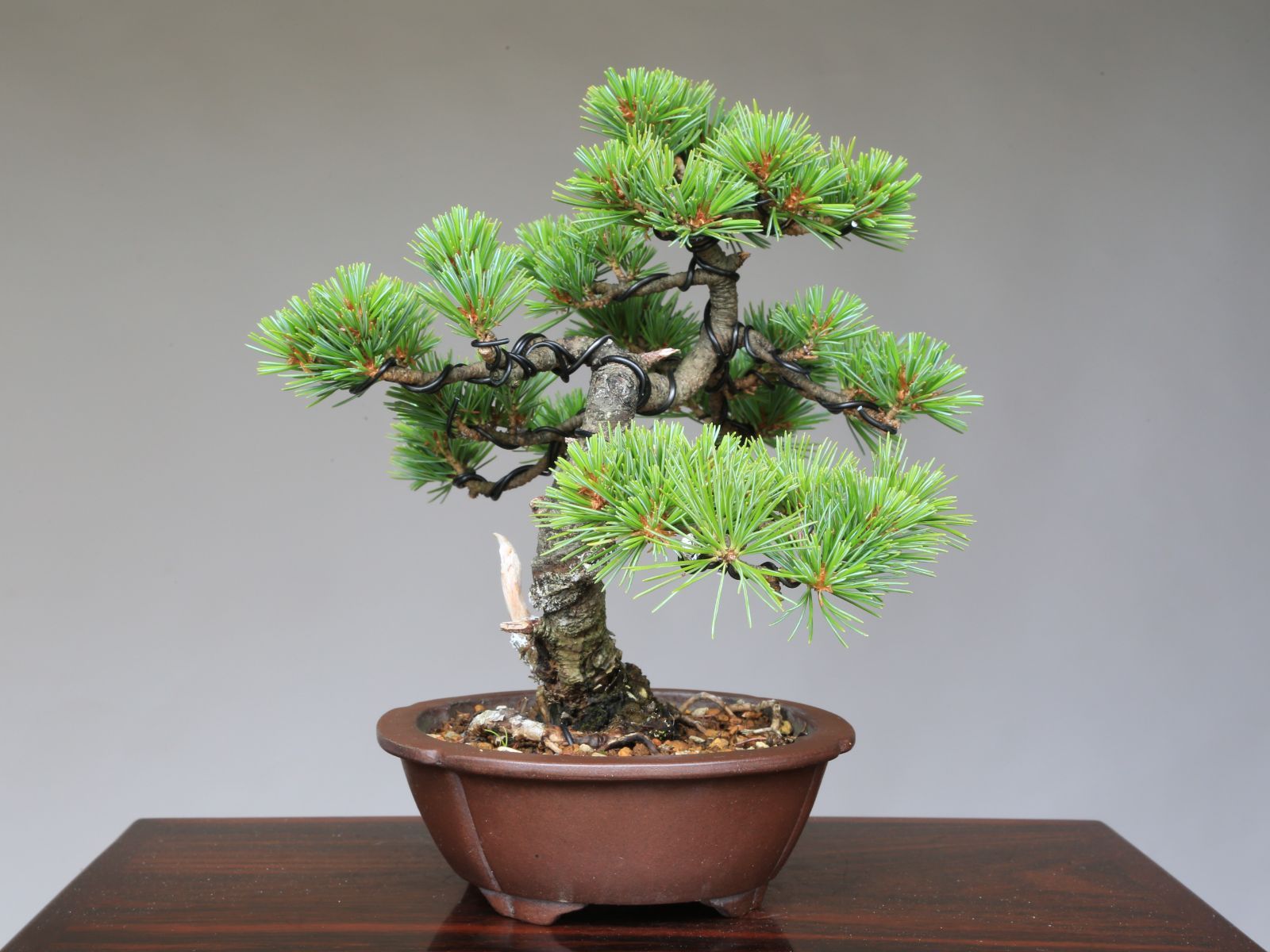 【盆栽屋大和】五葉松　盆栽　取りに来れる方大歓迎 自社配送も可 　即展示品 盆栽屋大和】五葉松 中品盆栽 取りに来れる方大歓迎 自社配送も