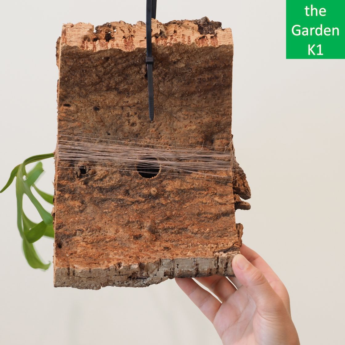 ビカクシダ】リドレイ・コルク付け R20016 【コウモリラン