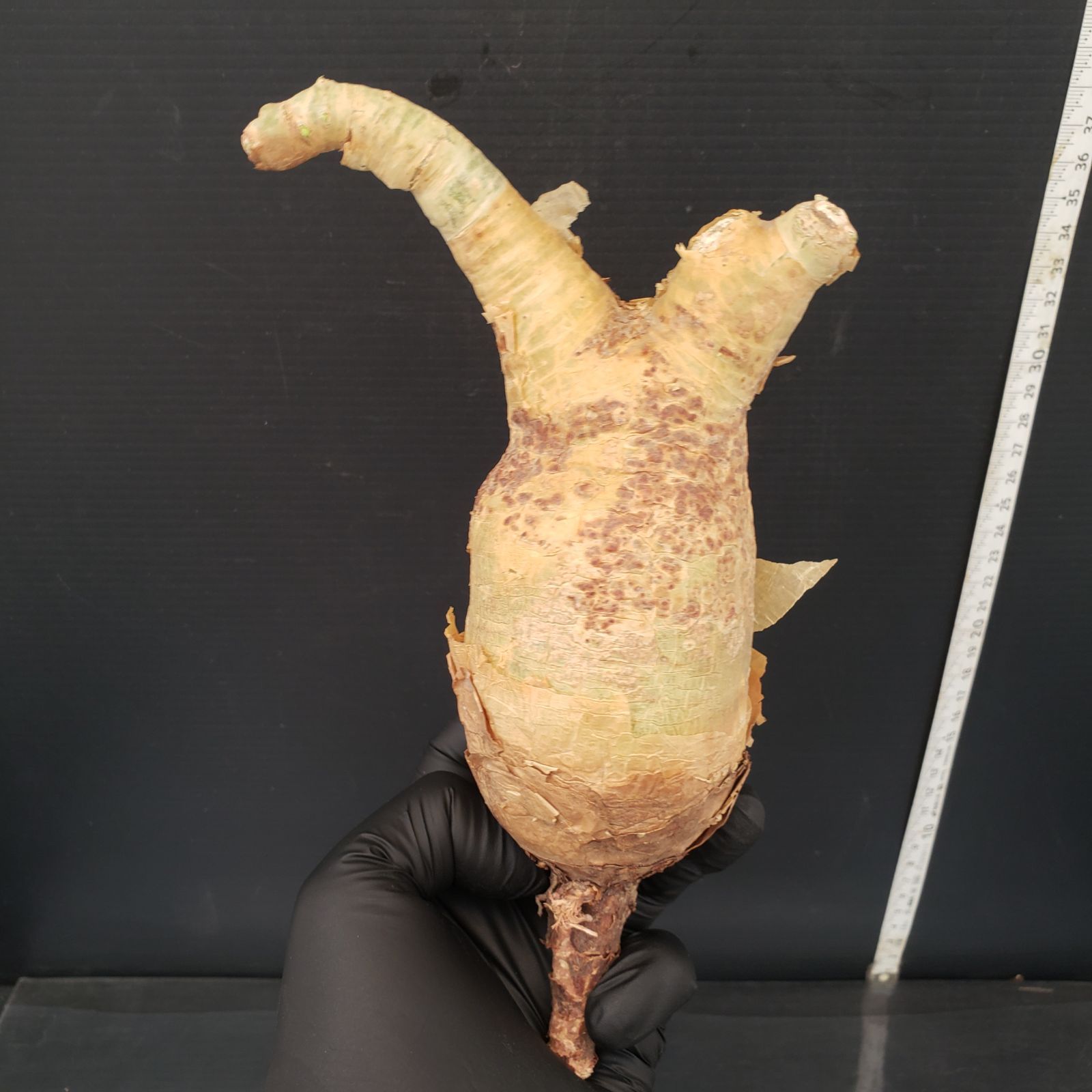 植物 楽天市場】