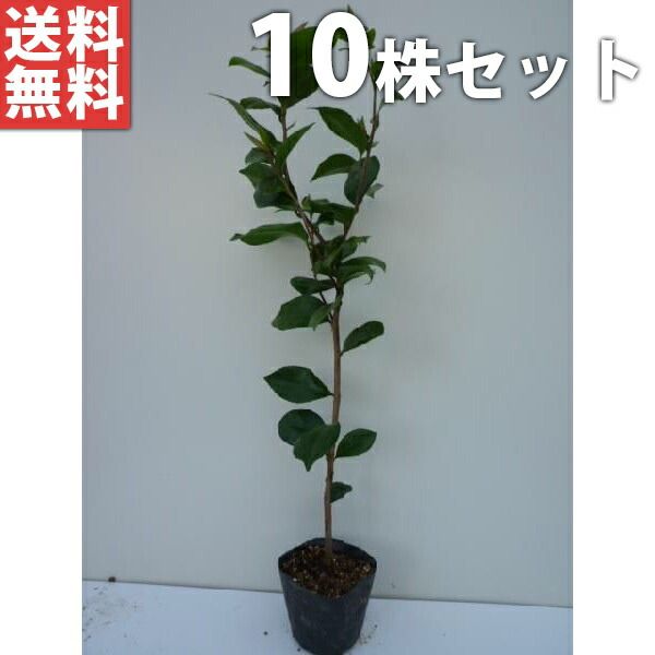 おまとめ中ꕤ︎︎·͜· ︎︎Sサイズ クレンゼ ダイヤモンド型 立体マスク