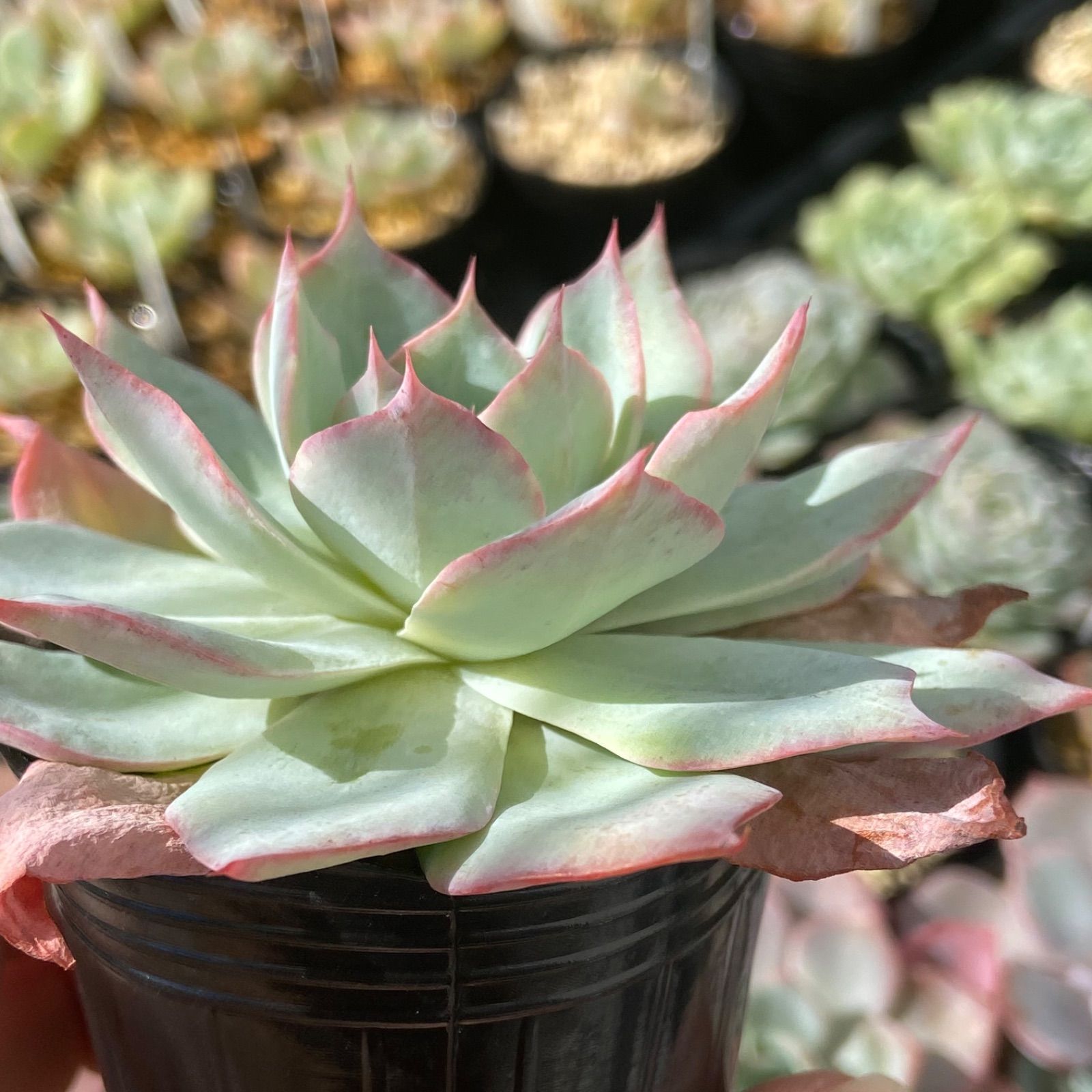 raulensisu 中(韓国苗) 韓国多肉植物 韓国苗 エケベリア Echeveria 13-660モーニング