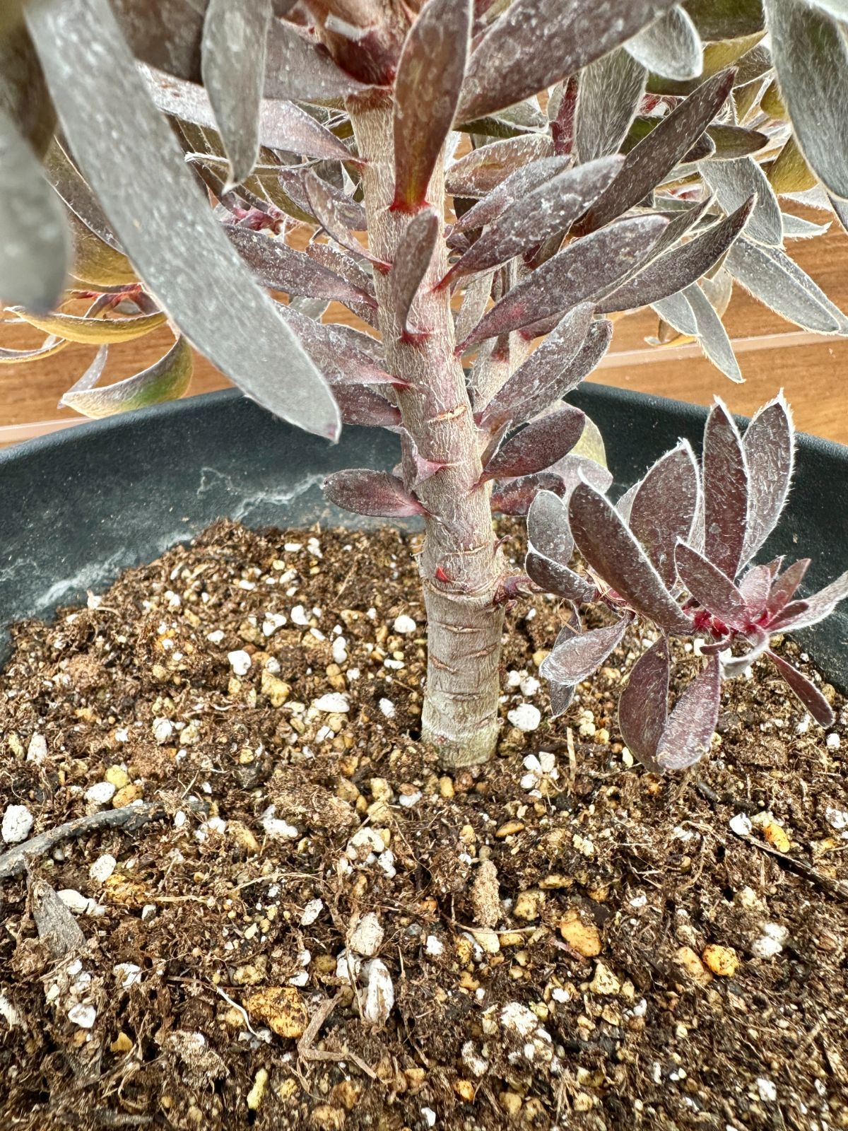 希少×黒葉×大株】④ リューカデンドロン デュリフ オージープランツ 7